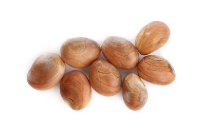 Fresh raw jackfruit seeds on white background, top view