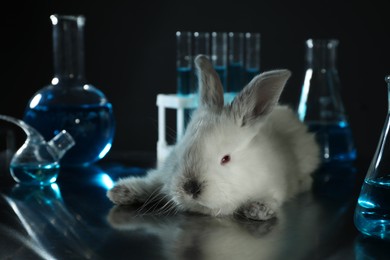 Photo of Rabbit and laboratory glassware on table. Animal testing