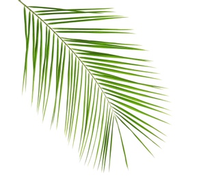 Fresh tropical date palm leaf on white background