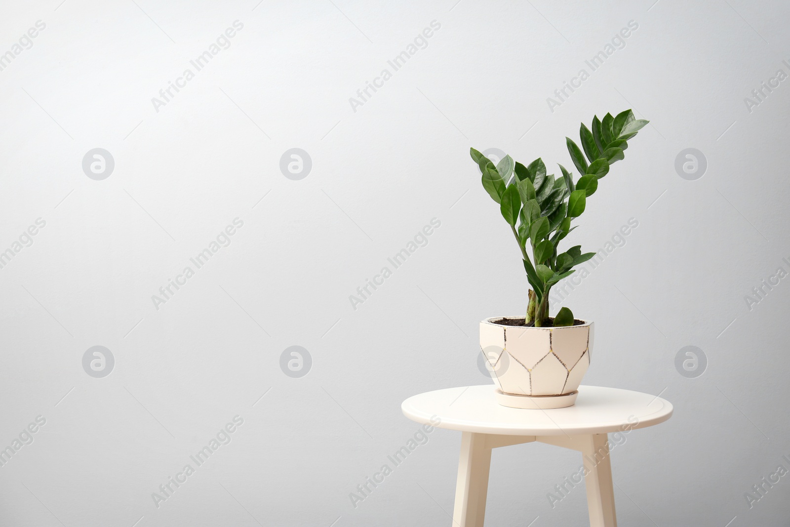 Photo of Tropical plant with green leaves on table against light background