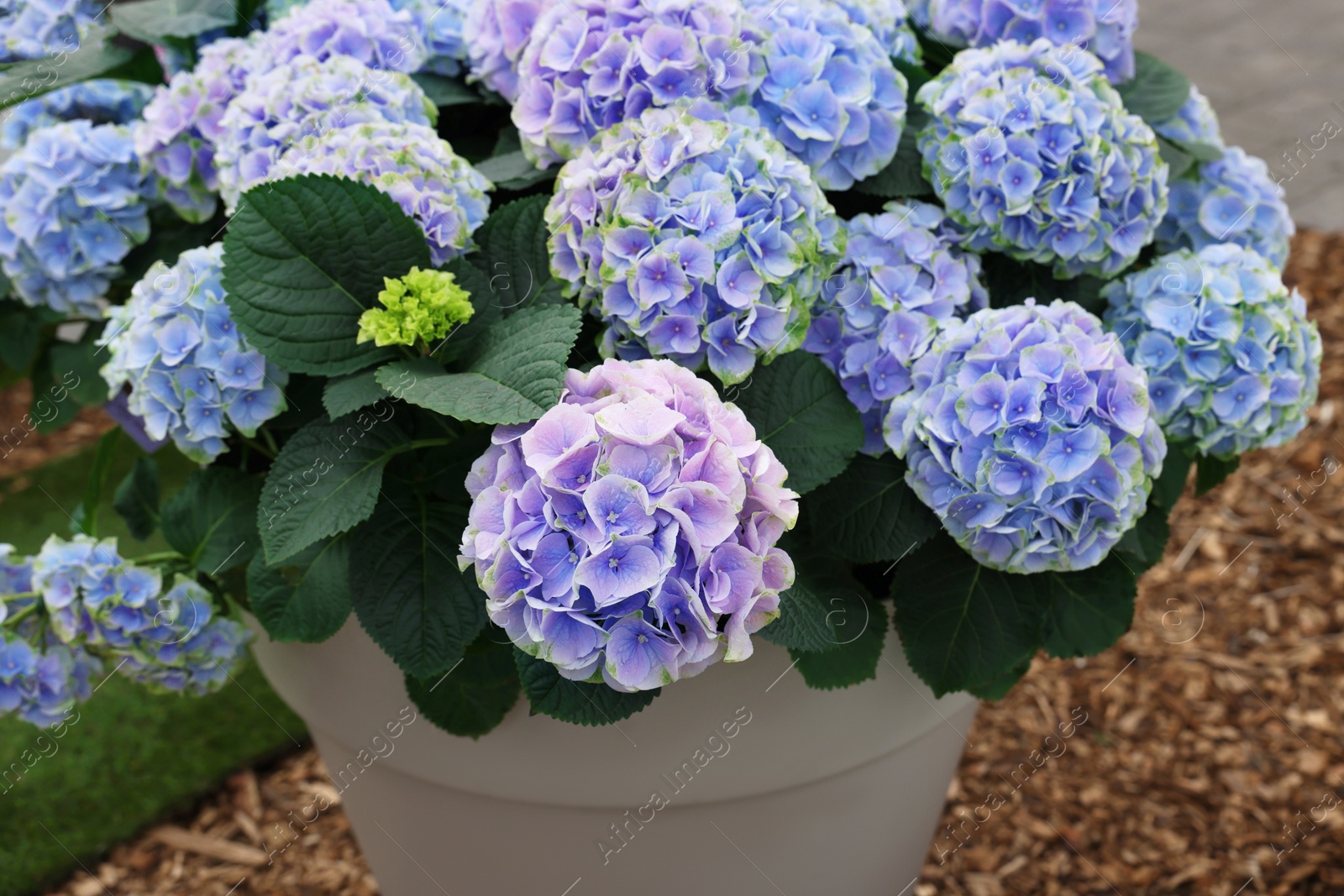 Photo of Potted hydrangea plant with beautiful flowers outdoors, closeup