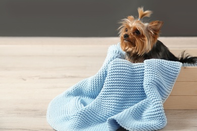 Photo of Yorkshire terrier in wooden crate on floor against grey wall, space for text. Happy dog