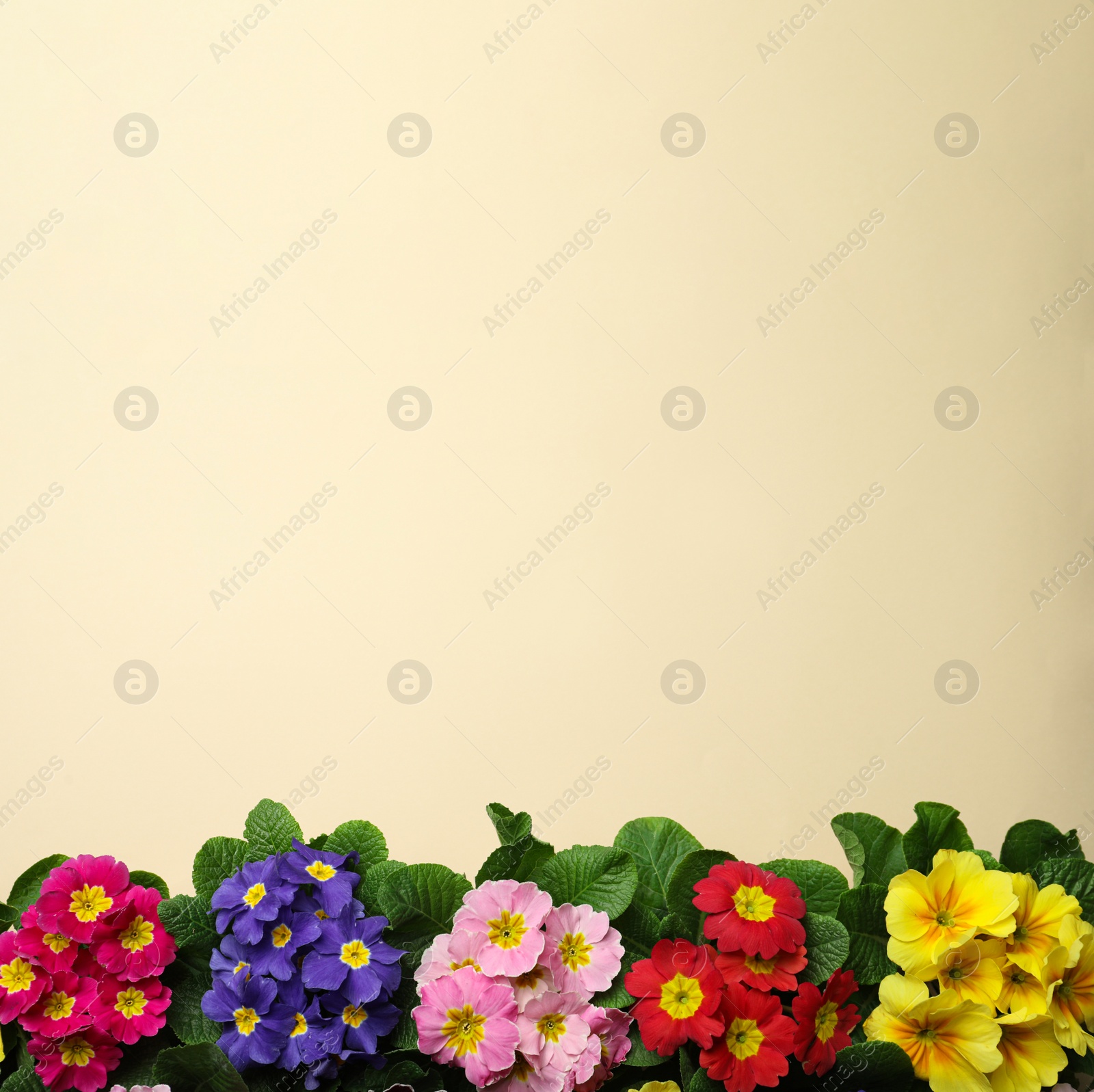 Photo of Primrose Primula Vulgaris flowers on beige background, flat lay with space for text. Spring season