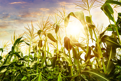 Image of Corn field under beautiful sky with sun 