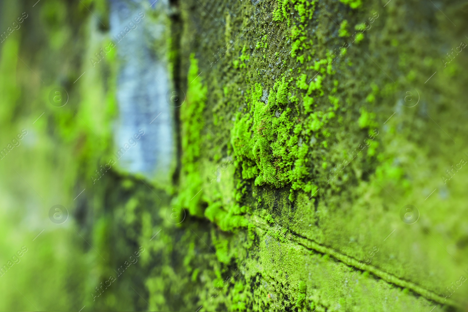 Photo of Textured wall with green moss outdoors, closeup