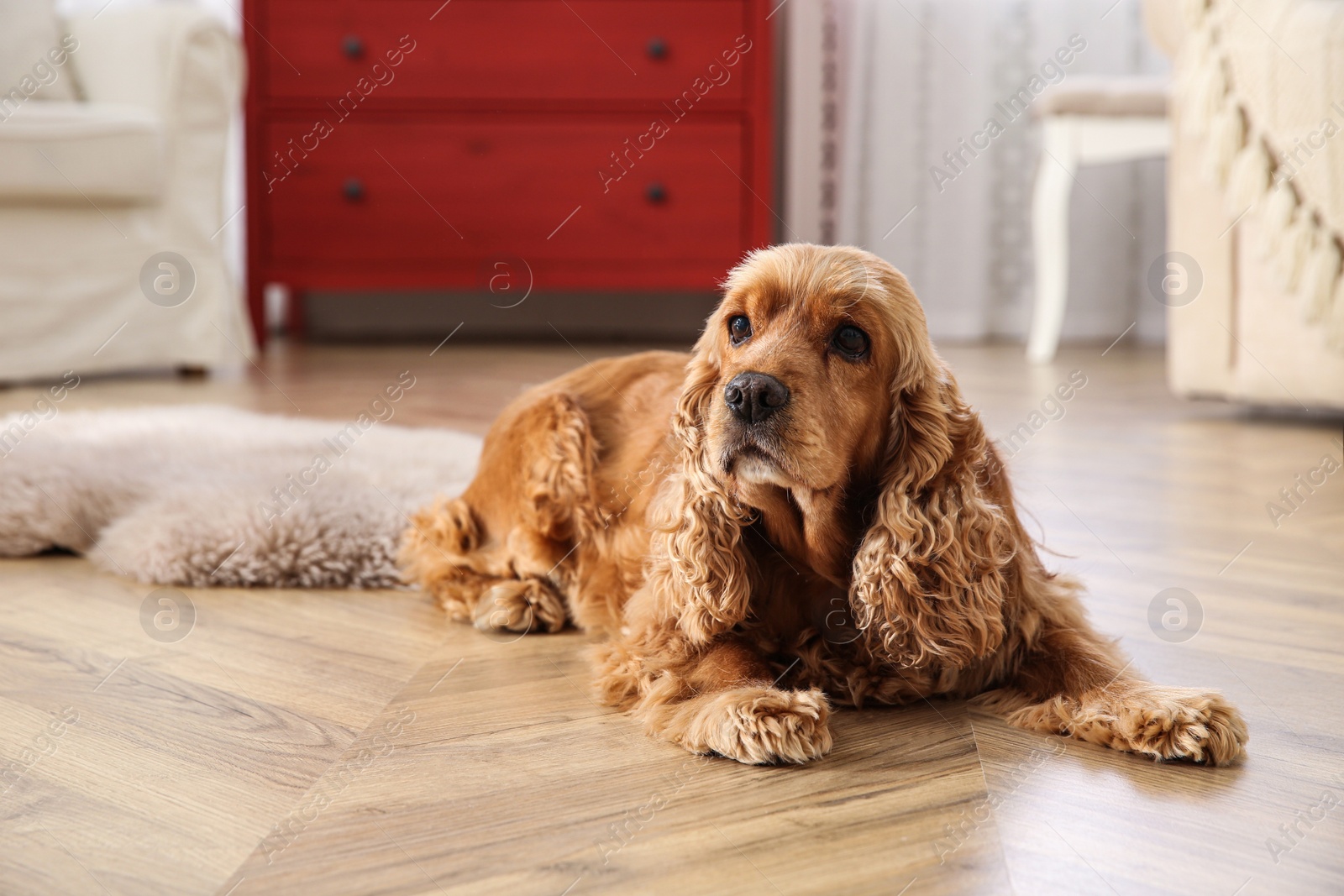 Photo of Cute Cocker Spaniel dog lying on warm floor indoors. Heating system