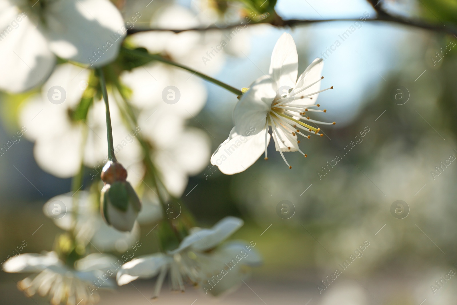 Photo of Blossoming cherry tree, closeup