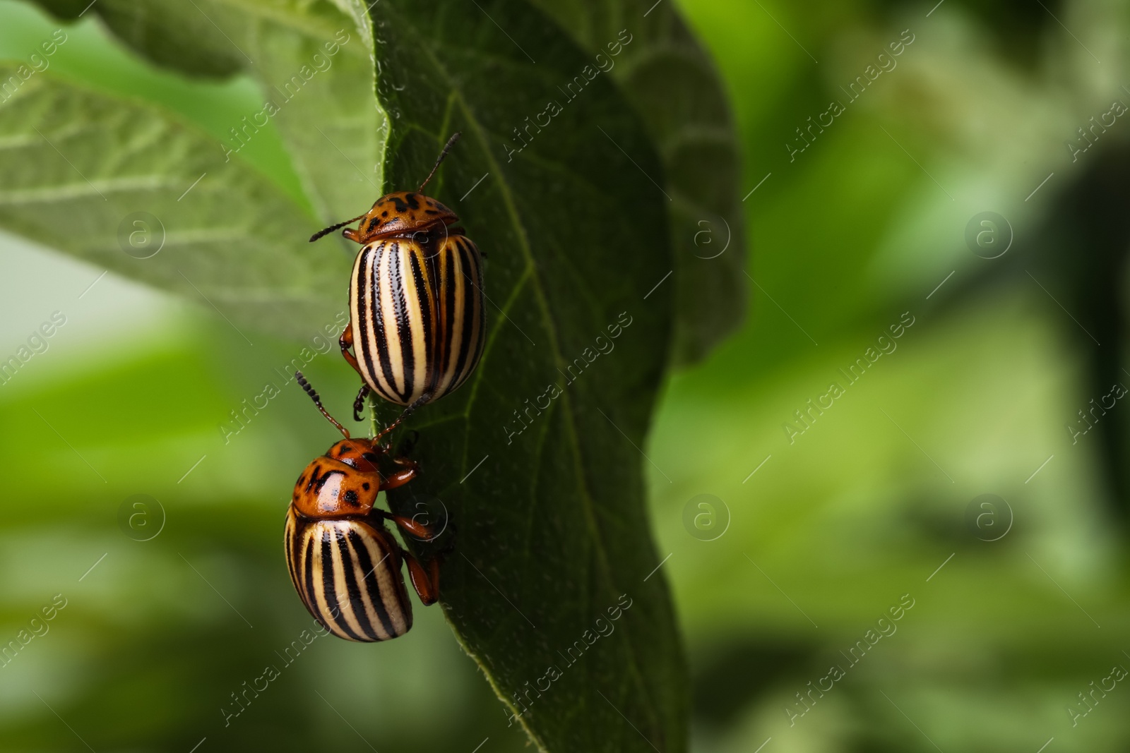 Photo of Colorado potato beetles on green leaf against blurred background, closeup