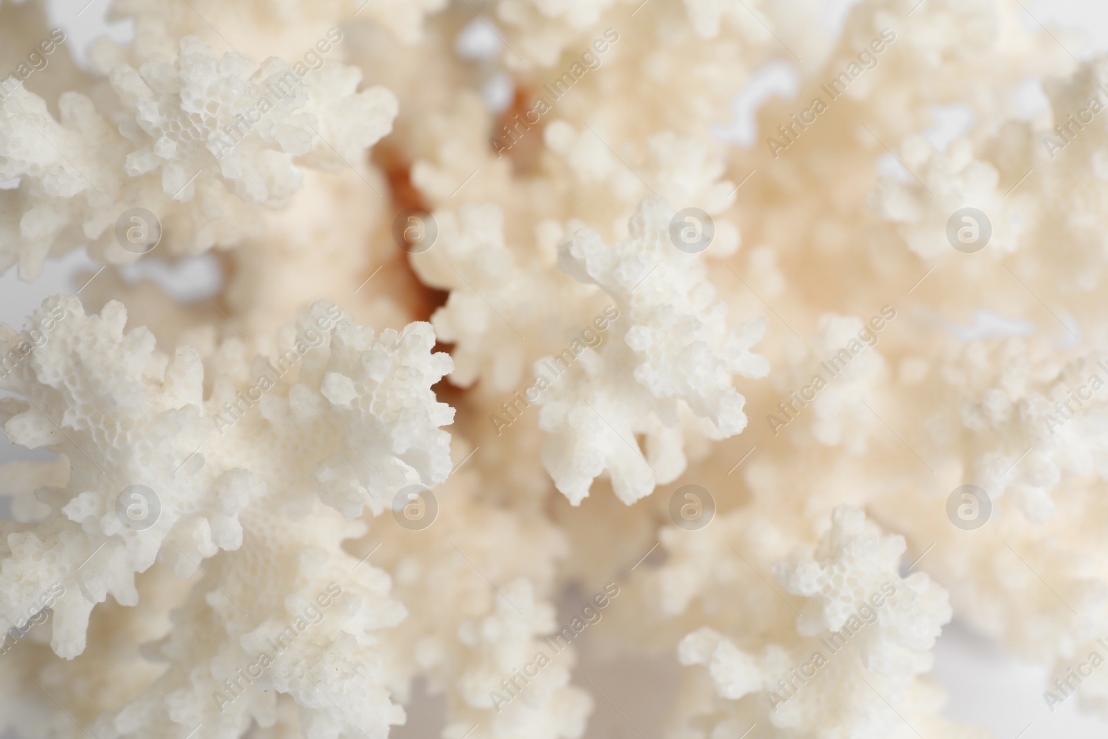 Photo of Beautiful exotic sea coral as background, closeup