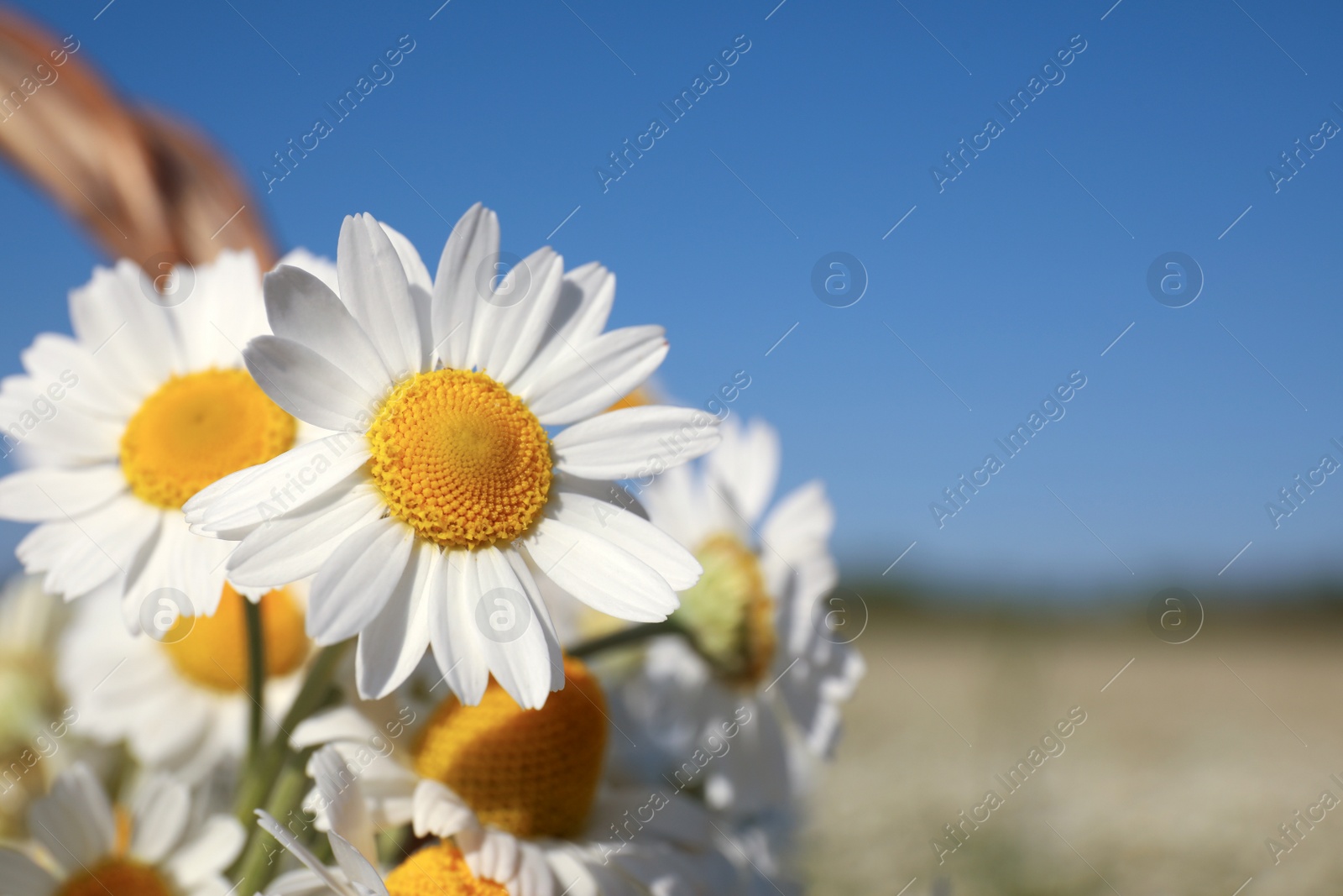 Photo of Beautiful blooming chamomiles outdoors on sunny day, closeup