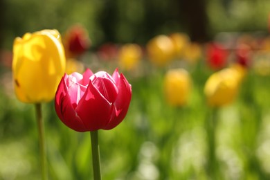 Photo of Beautiful bright tulips growing outdoors on sunny day, closeup. Space for text