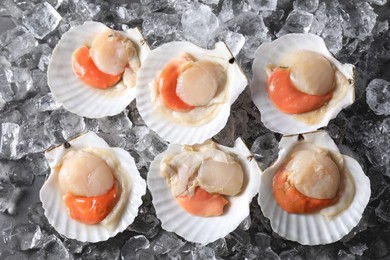 Photo of Fresh raw scallops with shells on ice cubes, flat lay