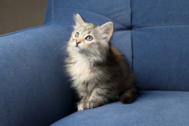 Cute fluffy kitten on soft blue sofa