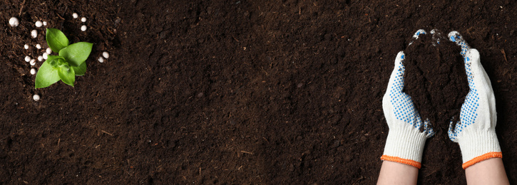 Image of Woman planting young seedling, top view with space for text. Gardening season 