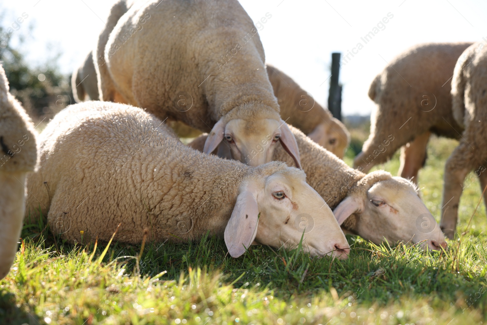 Photo of Cute sheep grazing outdoors on sunny day. Farm animals