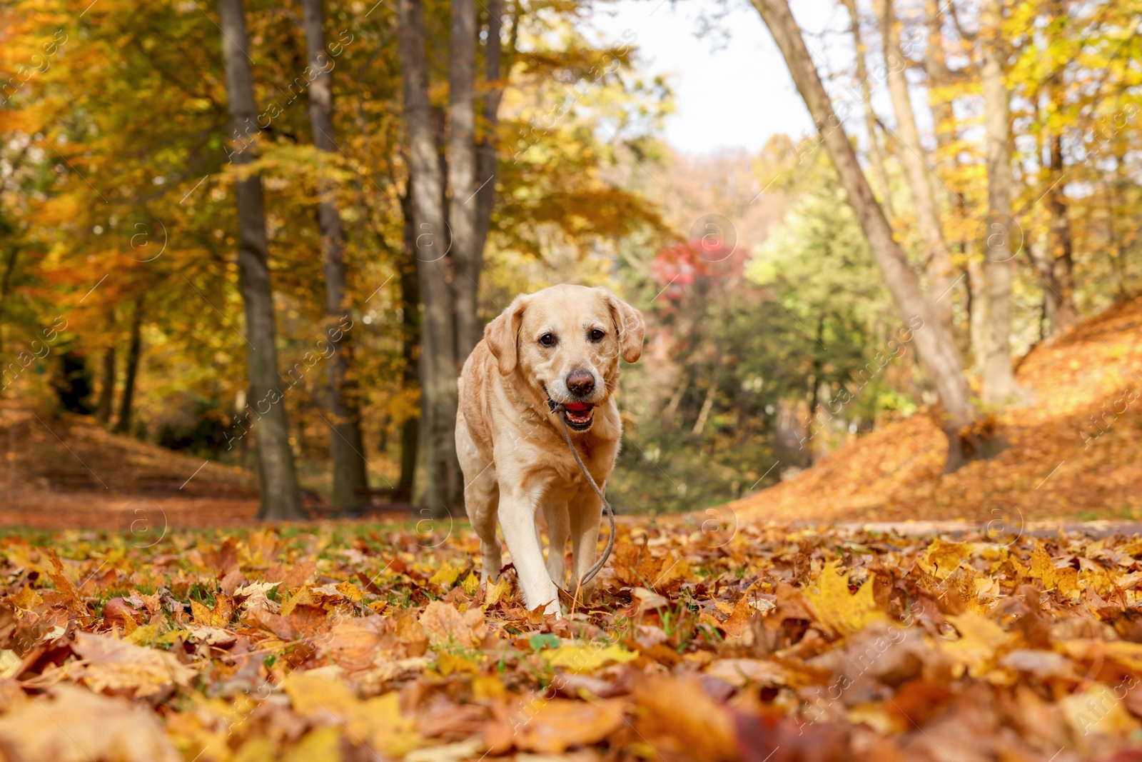 Photo of Cute Labrador Retriever dog with toy ball in sunny autumn park