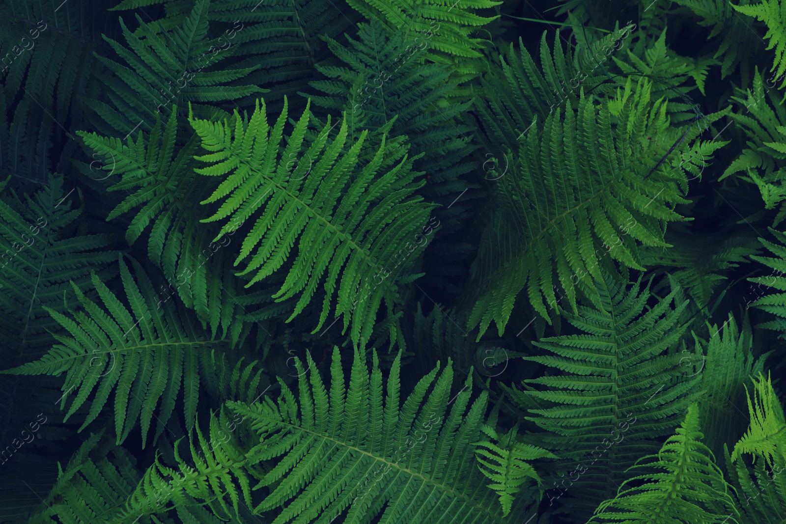 Photo of Beautiful fern with lush green leaves growing outdoors