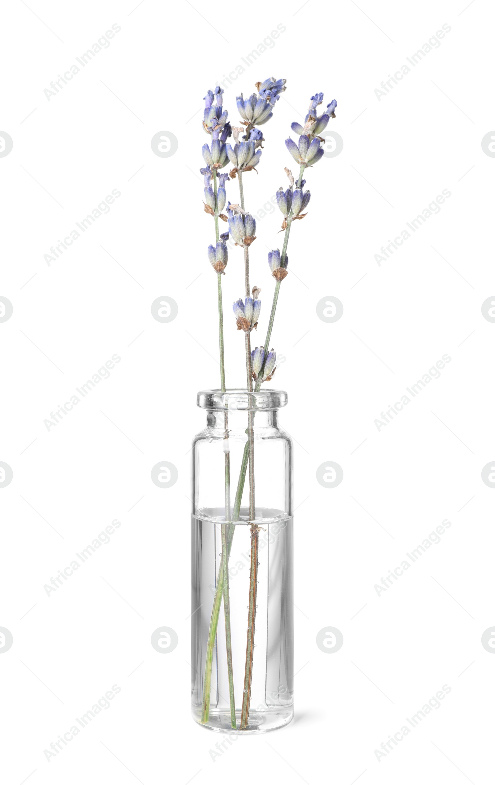 Photo of One bottle with essential oil and lavender isolated on white
