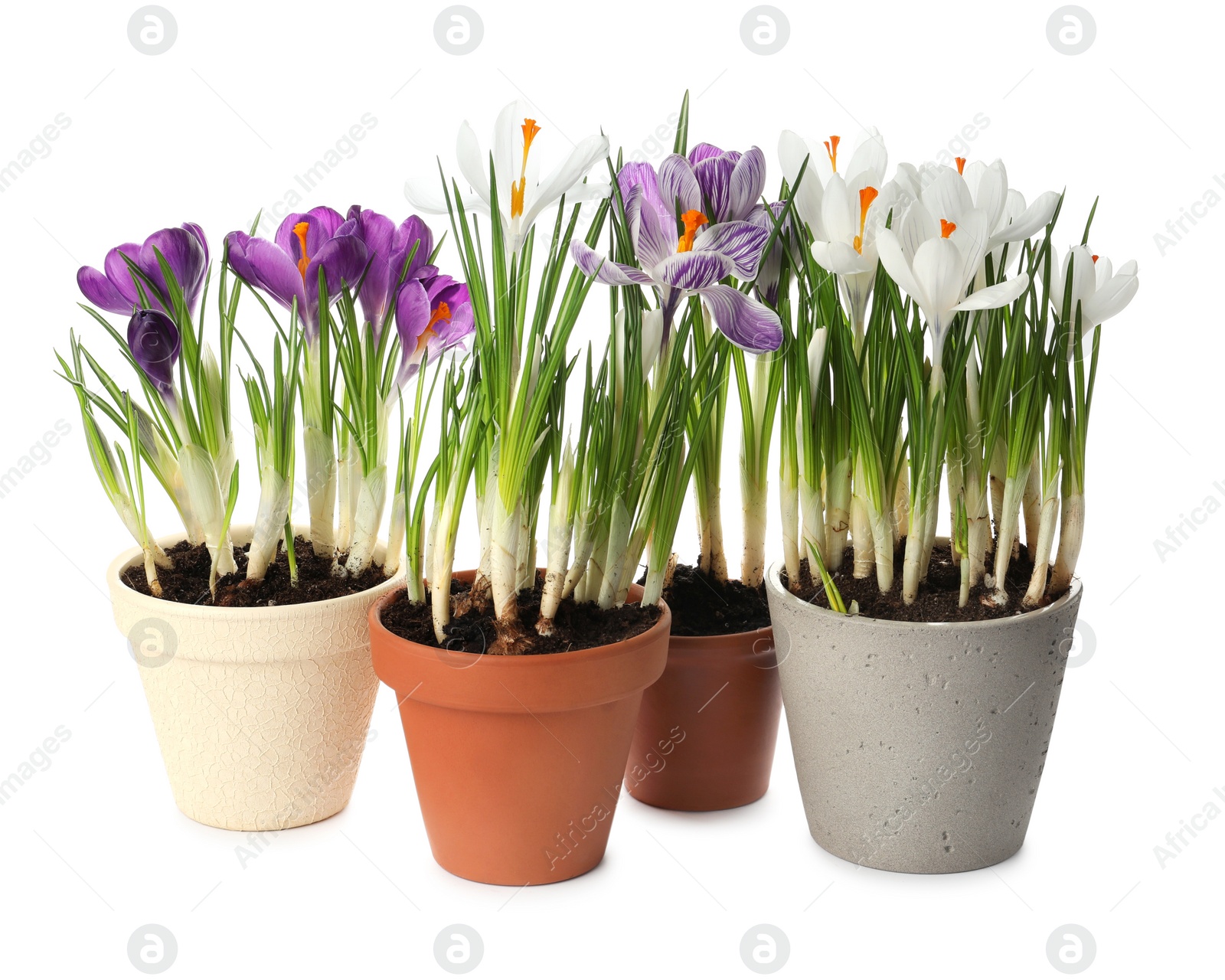 Photo of Different beautiful potted flowers on white background