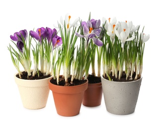 Different beautiful potted flowers on white background