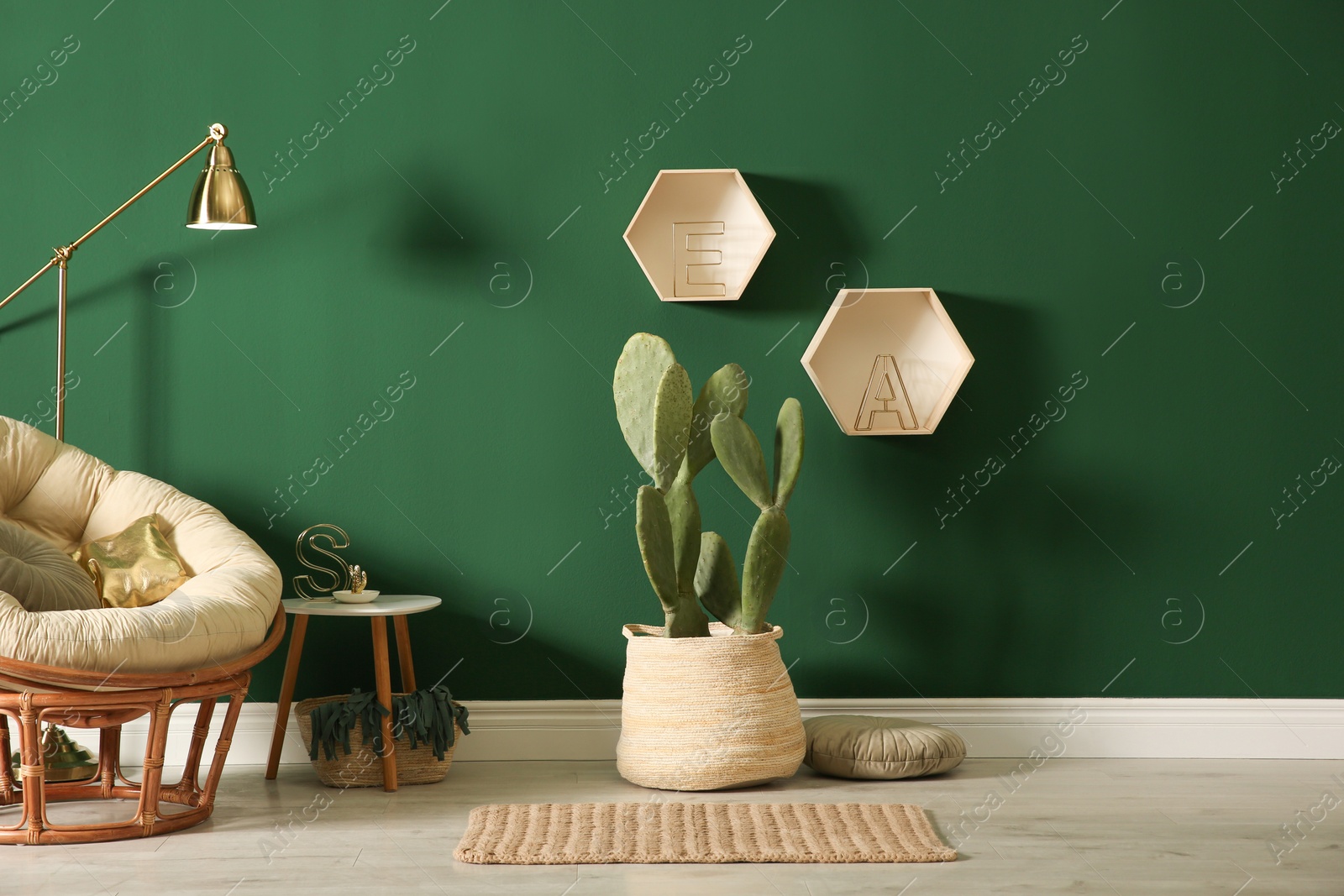 Photo of Potted cactus near green wall in room