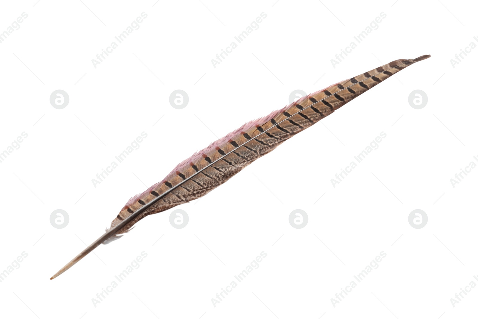 Photo of Beautiful brown bird feather isolated on white
