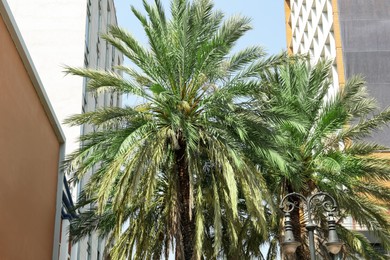 Beautiful view of city with modern buildings and palm trees
