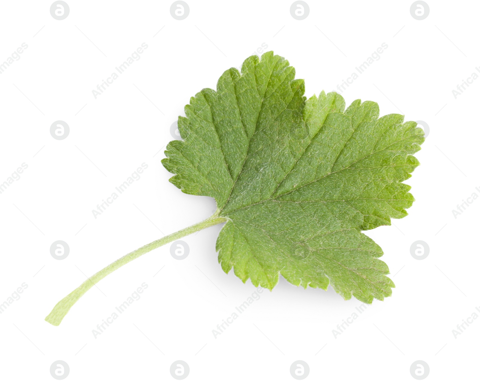 Photo of Green leaf of red currant isolated on white