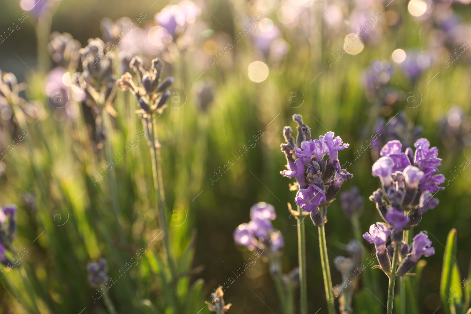 Image of Beautiful sunlit lavender flowers outdoors, closeup view