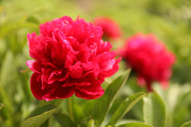 Photo of Beautiful red peony outdoors on spring day, closeup