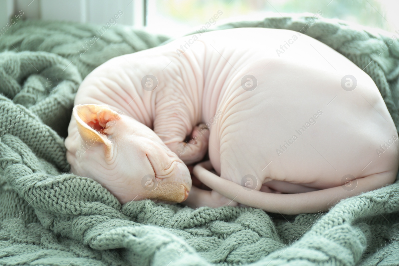 Photo of Beautiful Sphynx cat sleeping on soft blanket at home, closeup. Lovely pet