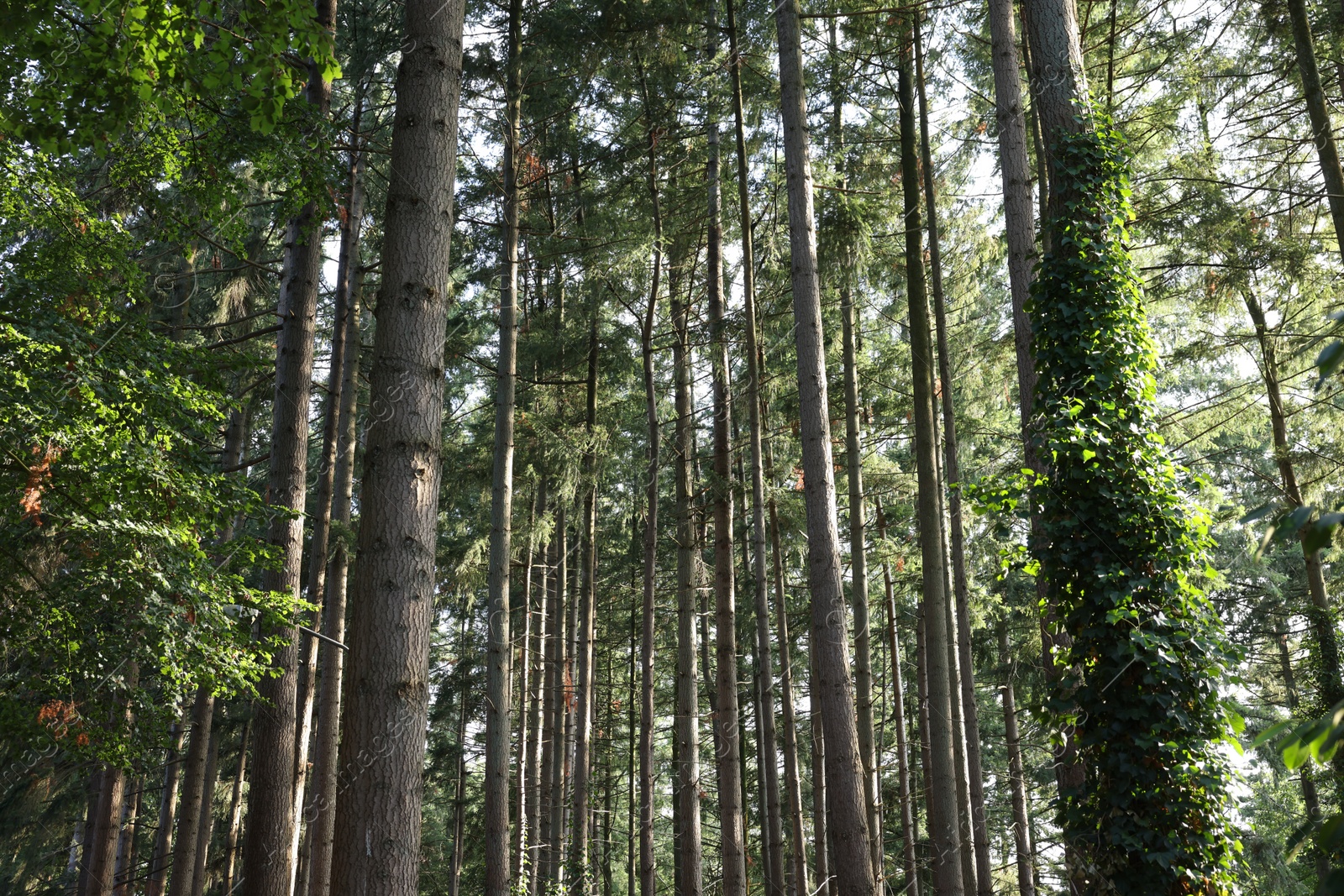 Photo of Beautiful view of green trees in forest