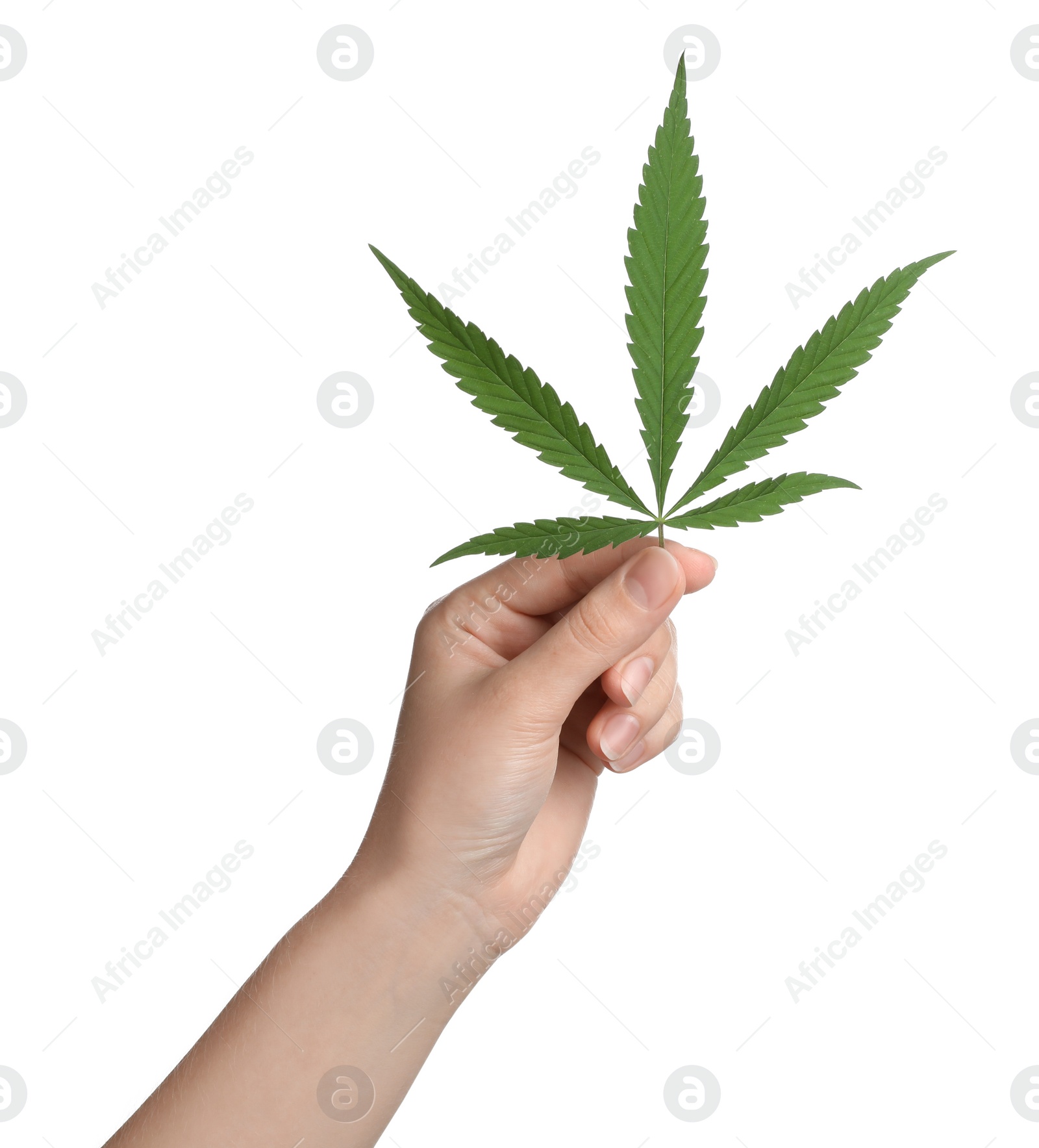 Photo of Woman holding hemp leaf on white background, closeup