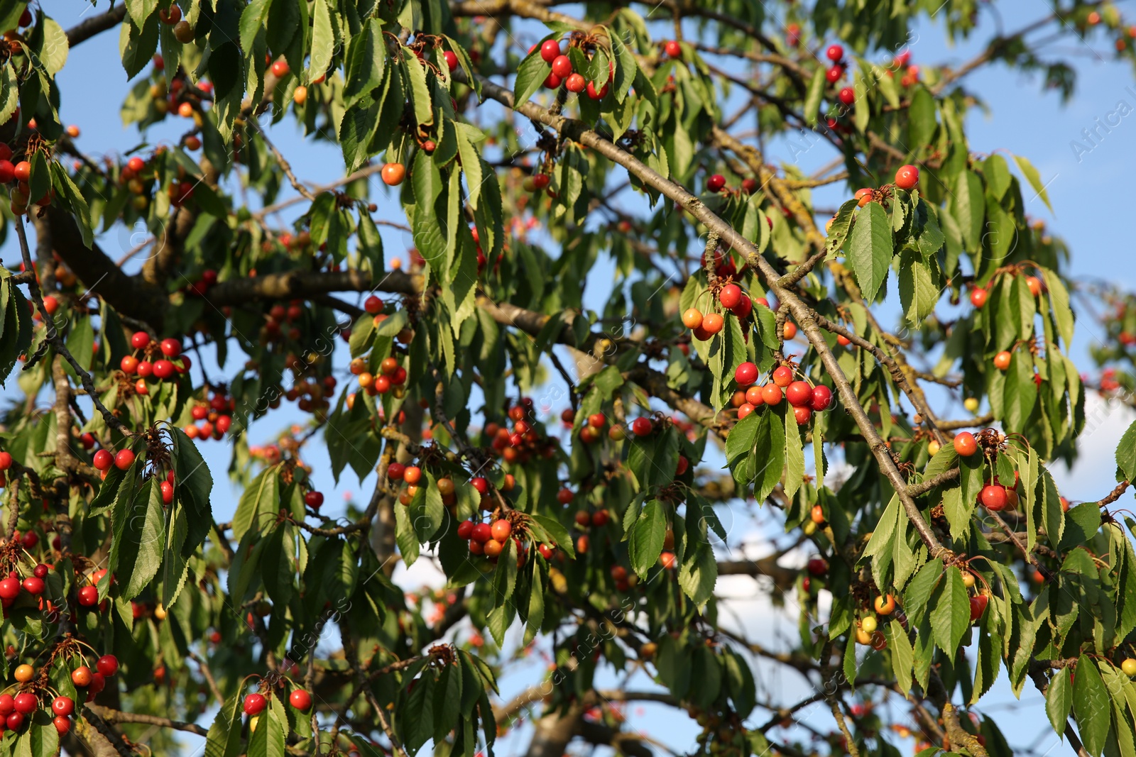 Photo of Cherry tree with green leaves and unripe berries growing outdoors