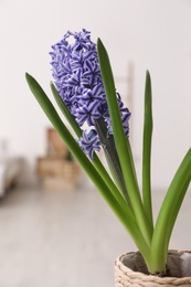 Photo of Beautiful hyacinth on blurred background. Spring flower