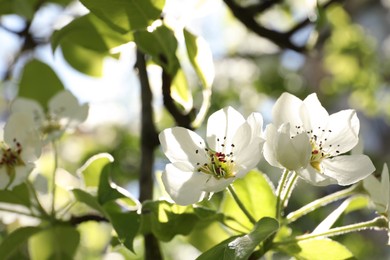 Beautiful blossoming pear tree outdoors on sunny day, closeup