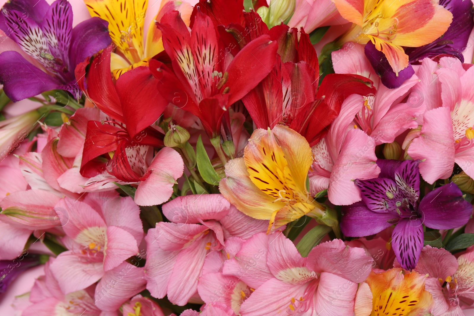 Photo of Different beautiful alstroemeria flowers as background, closeup