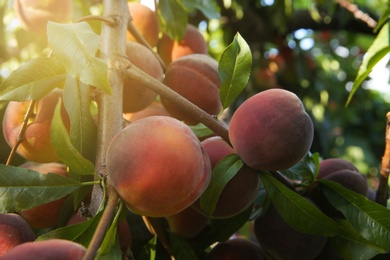 Photo of Ripe peaches on tree branch in garden