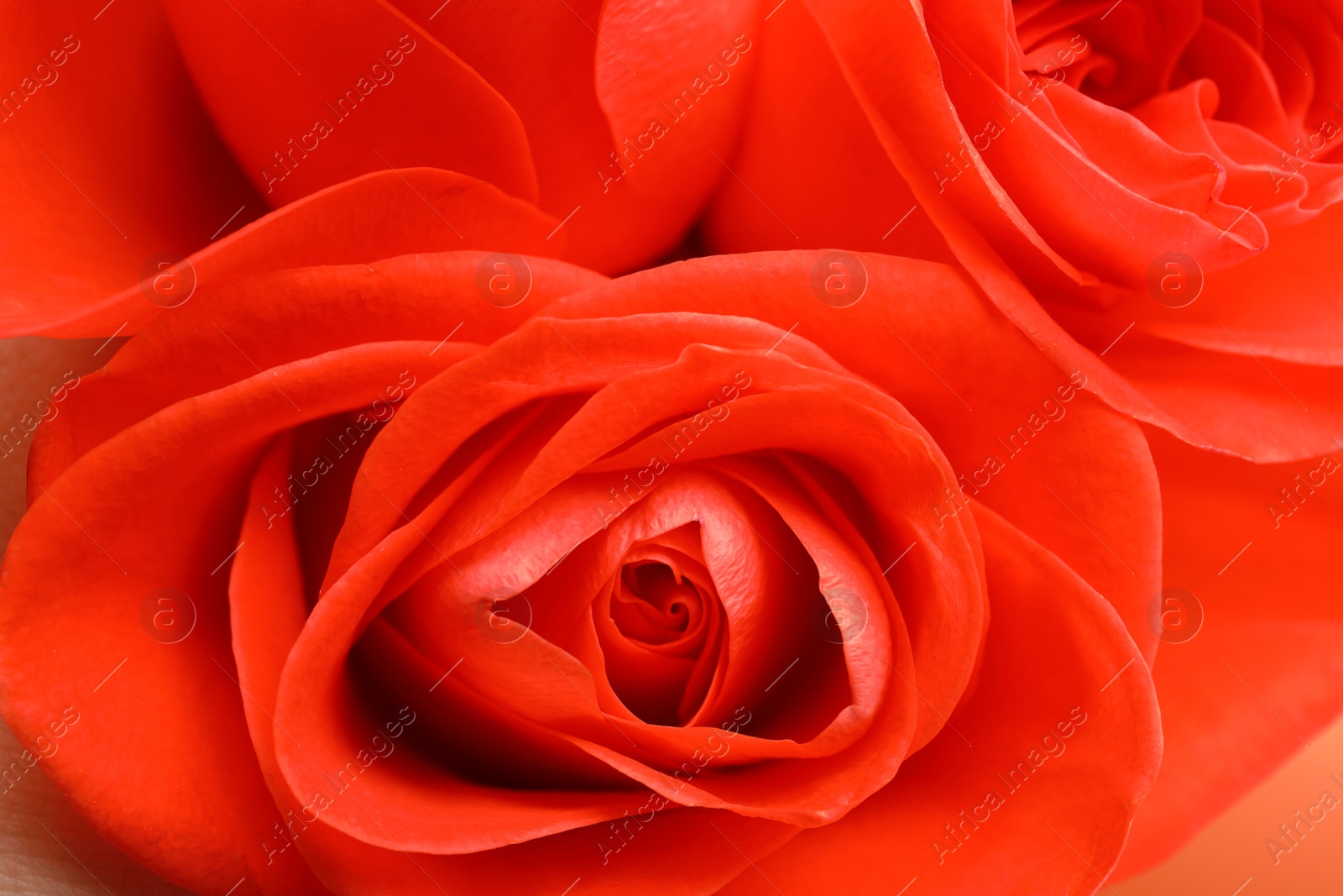 Photo of Beautiful roses with coral petals as background, closeup