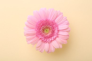 Photo of Beautiful pink gerbera flower on beige background, top view