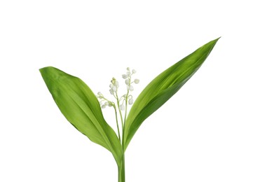 Beautiful lily of the valley flowers with green leaves on white background