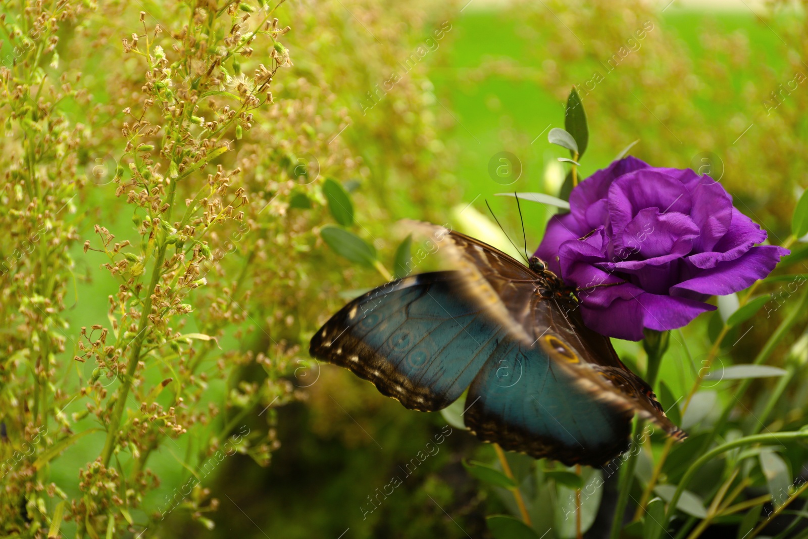 Photo of Beautiful Blue Morpho butterfly on eustoma flower outdoors