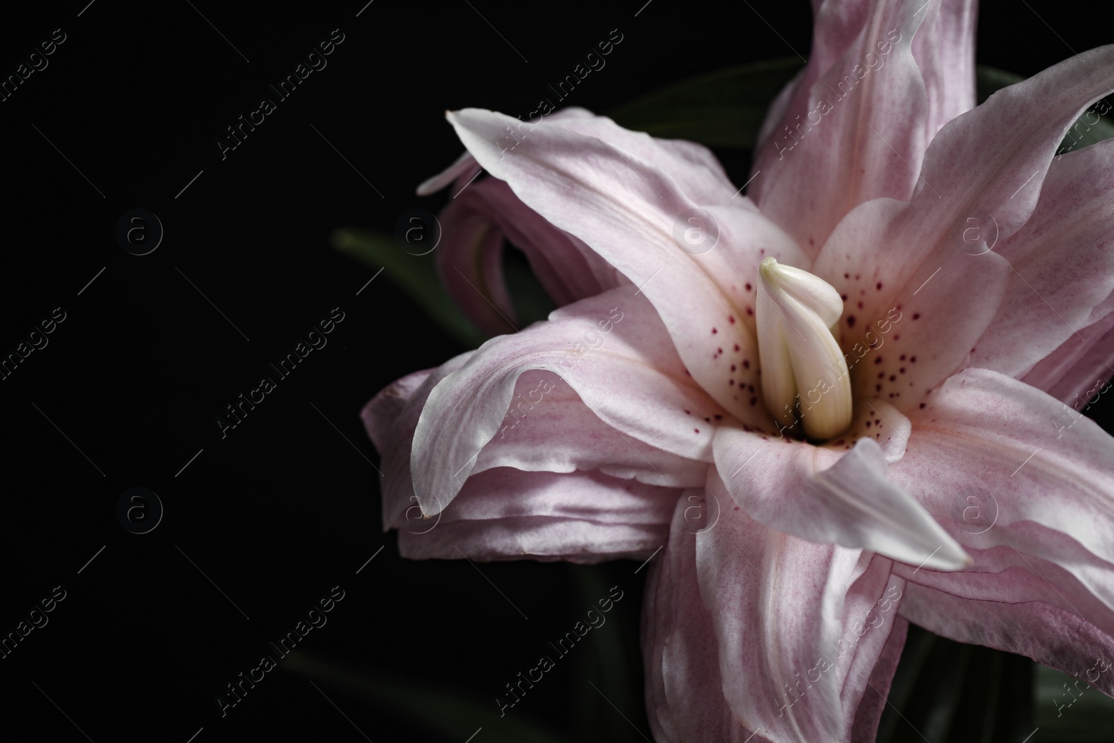 Photo of Beautiful fresh lily on black background, closeup. Floral card design with dark vintage effect