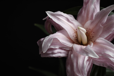 Beautiful fresh lily on black background, closeup. Floral card design with dark vintage effect