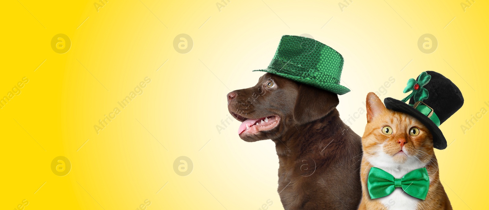 Image of St. Patrick's day celebration. Cute dog and cat in leprechaun hats on yellow background. Banner design with space for text