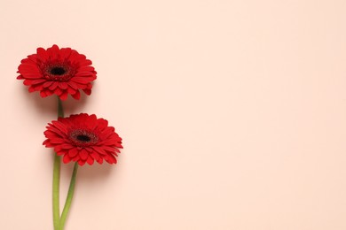 Beautiful bright gerbera flowers on beige background, flat lay. Space for text