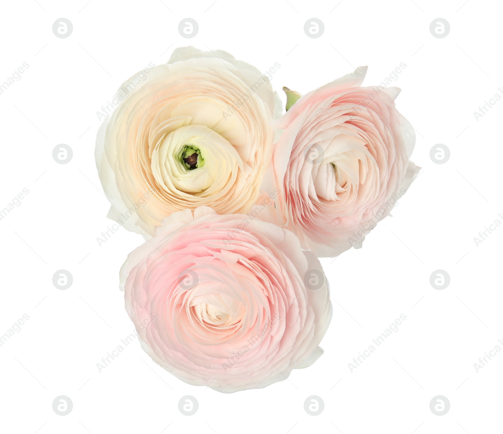 Photo of Beautiful spring ranunculus flowers isolated on white, top view