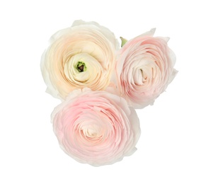 Photo of Beautiful spring ranunculus flowers isolated on white, top view