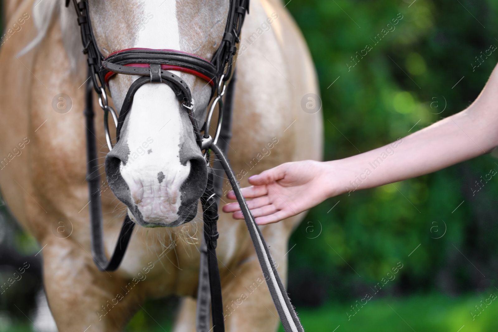 Photo of Palomino horse in bridle and young woman outdoors, closeup