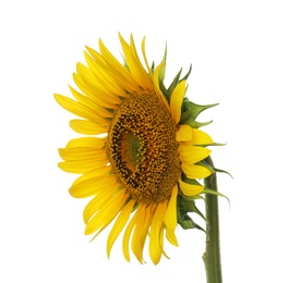 Photo of Beautiful bright blooming sunflower isolated on white